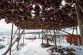 Fresh fish heads hanging to dry under a layer of snow in winter on the coast of Reine, Lofoten, Norway Royalty Free Stock Photo