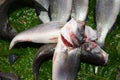 Fresh Fish Heap on Market Stall Resdy For Sale