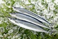 Fresh pacific saury and ice Royalty Free Stock Photo