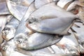 Fresh pomfret fish on ice decorated for sale at market Royalty Free Stock Photo