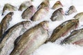 Fresh fish on ice decorated for sale at market, pink salmon Royalty Free Stock Photo