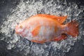 Fresh fish on ice in the market / Raw fish red tilapia on black background Royalty Free Stock Photo