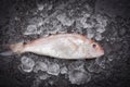 Fresh fish on ice market - Raw sea bream seafood fish frozen Royalty Free Stock Photo