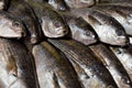 Fresh fish at Tsukiji fish market in central Tokyo, Japan Royalty Free Stock Photo