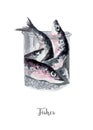 Fresh fish illustration. Hand drawn watercolor on white background. Royalty Free Stock Photo