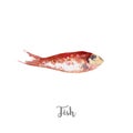 Fresh fish illustration. Hand drawn watercolor on white background. Royalty Free Stock Photo