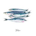 Fresh fish illustration. Hand drawn watercolor on white background Royalty Free Stock Photo