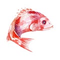 Fresh fish illustration. Hand drawn watercolor on white background.