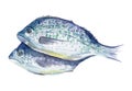 Fresh fish illustration. Hand drawn watercolor on white background.