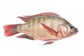 Fresh fish isolated Royalty Free Stock Photo