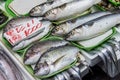 Fresh fish in Japanese market Royalty Free Stock Photo