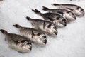 Fresh fish in large chunks of ice Royalty Free Stock Photo