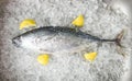 Fresh fish with lemon on ice in the market - Raw fish seafood top view , Longtail tuna , Eastern little tuna fish