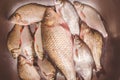 Fresh fish lie in the sink before gutting and cleaning Royalty Free Stock Photo