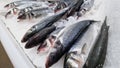 Fresh fish lies on shaved ice close-up. Dicentrarchus labrax. Sea bass