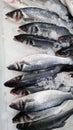 Fresh fish lies on shaved ice close-up. Dicentrarchus labrax. Sea bass