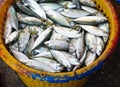 Fresh fish (Mackerel) in the basket