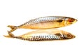 Fresh fish mackerel on a white background, isolated Royalty Free Stock Photo