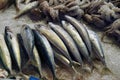 Fresh fish in the market of Chania