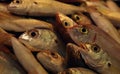 Fresh fish in the market of Chania