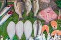 Fresh fish at a market in Istanbul Royalty Free Stock Photo