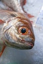 Fresh fish at market placed on ice