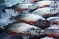 Fresh fish market scene Sweet water salmon covered with ice