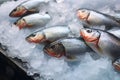 Fresh fish market scene Sweet water salmon covered with ice