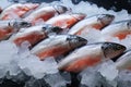 Fresh fish market scene Sweet water salmon covered with ice