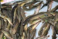 Fresh fish at a market in Siem Reap, Cambodia