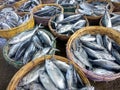 Fresh Fish Matket Industry