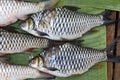 Fresh fish of the Mekong river