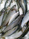 Fresh fish mullet on the market stall Royalty Free Stock Photo