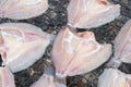 Fresh fish on plastic net under sun light for make dried fish. Royalty Free Stock Photo