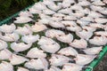 Fresh fish on plastic net under sun light for make dried fish. Royalty Free Stock Photo