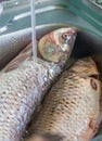 Fresh fish ready to cook, washing fish