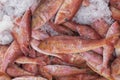 Fresh fish red mullet on ice. Fresh seafood market Royalty Free Stock Photo
