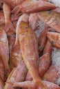 Fresh fish red mullet on ice. Seafood market in Israel. Fresh seafood. Closeup Royalty Free Stock Photo