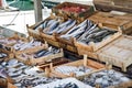 Fresh fish on sale on the marke