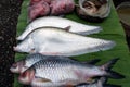 Fresh fish for sale in the market, Pla Tong fish and white fish.The clown featherback, clown knifefish, or spotted knifefish