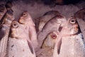 Fresh fish for sale. A variety of freshly caught fishes displayed on ice, typical in supermarket or wet market Royalty Free Stock Photo