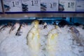 Fresh fish for sale. A variety of freshly caught fishes displayed on ice, typical in supermarket or wet market Royalty Free Stock Photo