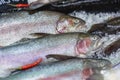 Fresh fish, salmon on ice, on the counter in supermarket. Open showcases of seafood market Royalty Free Stock Photo