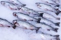 Fresh fish salmon trout on ice, sale of frozen fish in a grocery hypermarket Royalty Free Stock Photo