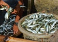 Fresh fish from the sea Royalty Free Stock Photo