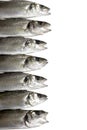 Fresh fish, sea bass Royalty Free Stock Photo