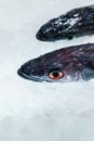 Fresh fish Seabass with ice on iced background