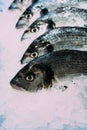 Fresh fish Seabass with ice on iced background