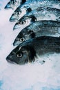 Fresh fish Seabass with ice on iced background