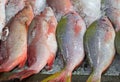 Fresh fish seafood in market Royalty Free Stock Photo